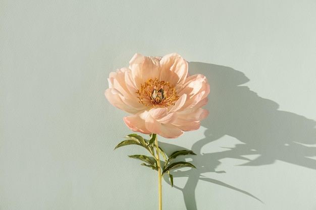 Gentle peachy peony flower on neutral pastel aquamarine background Minimal aesthetic still life floral composition