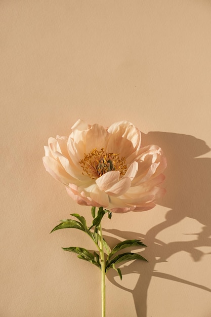 Delicato fiore di peonia peachy su sfondo beige pastello neutro composizione floreale di natura morta bohémien minima