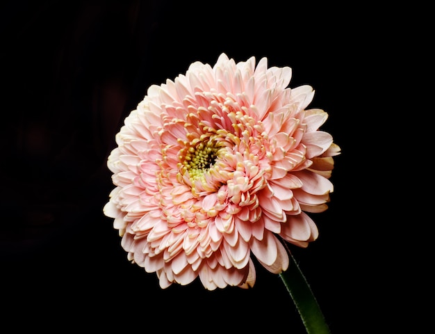 사진 검은 배경 앞의 부드러운 핑크색 거베라 꽃. 간단한 꽃 배경.