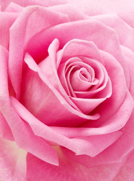 gentle pink rose macro