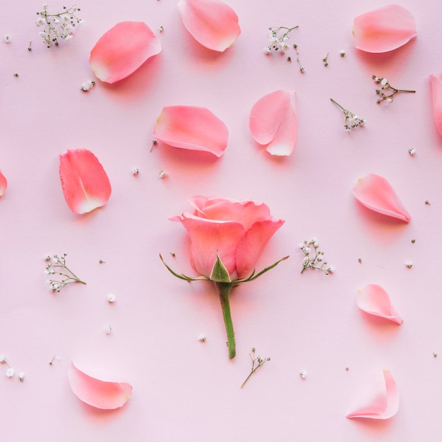 Photo gentle pink rose and petals