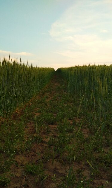 Gentle pink sunset in the field