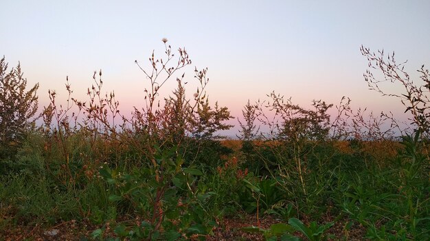 草原の穏やかなピンクの夕日