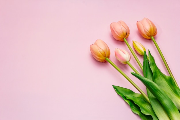 Gentle pink tulips bouquet on pink table