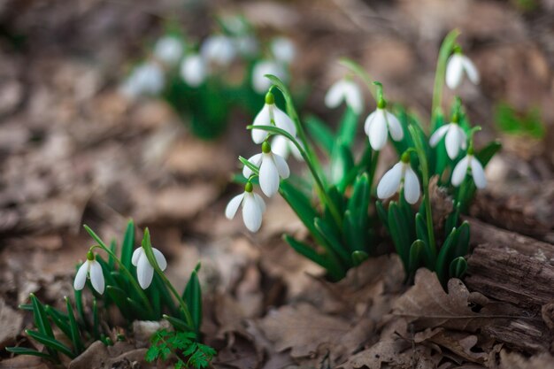 写真 穏やかなスノードロップは、古い葉のクローズアップを通して成長しました。最初の花のある美しい春の風景