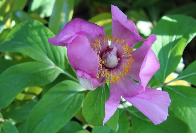 Photo gentle spring purple flower