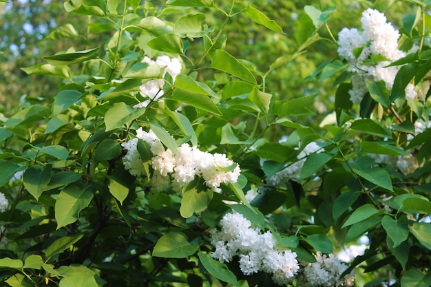 The gentle sun breaks through the foliage of delicate white lilacs