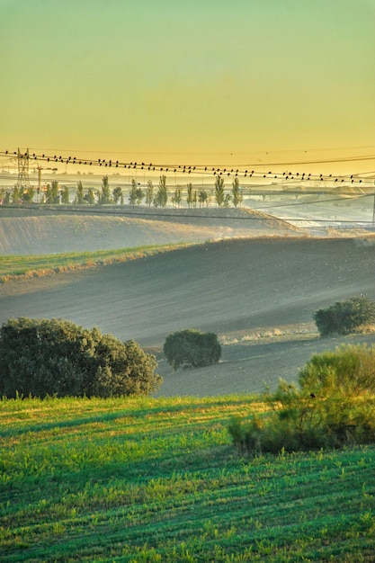 Gentle undulations in a landscape of wheat fields and power\
lines with birds perched on it.