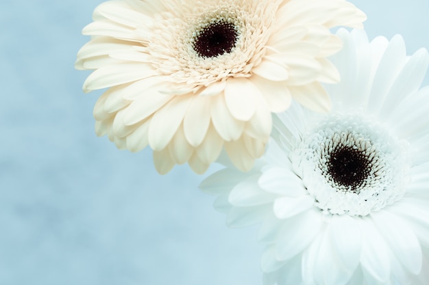 Gentle white Gerbera flower over blue background with copy space for your text. Greeting card for spring time, concept of nature. Still life with blooming gerbera.