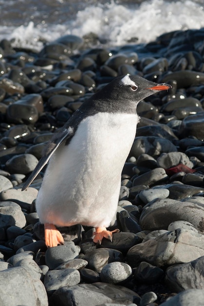 Gentoo Penguin Antarctica