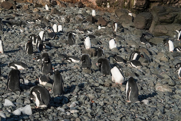 Gentoo Penguin Antarctica