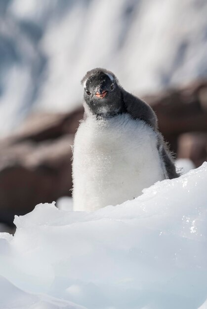 Gentoo Penguin Antartica