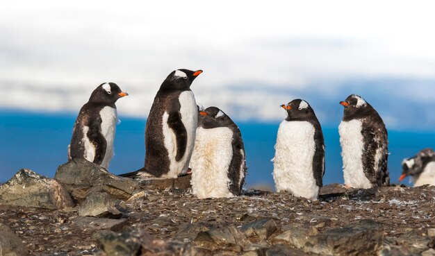 Gentoo Penguin Antartica