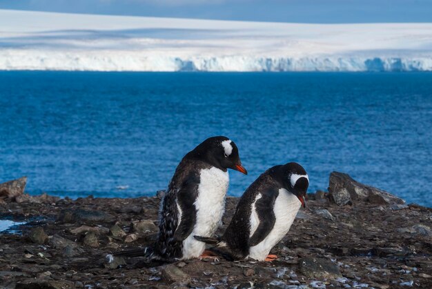 Gentoo Penguin Antartica