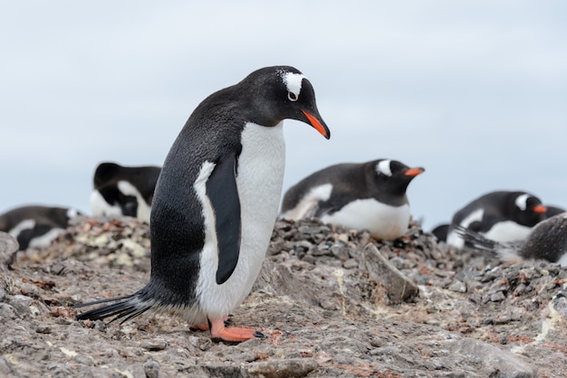 Gentoo penguin on beach