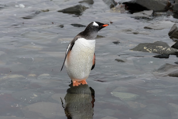 Foto pinguino di gentoo sulla spiaggia