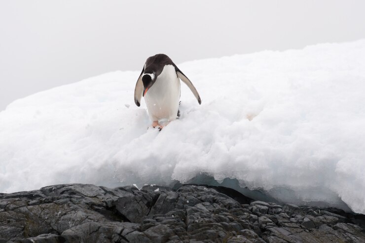 ビーチでジェンツーペンギン