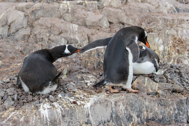 Gentoo penguin catch another by beak