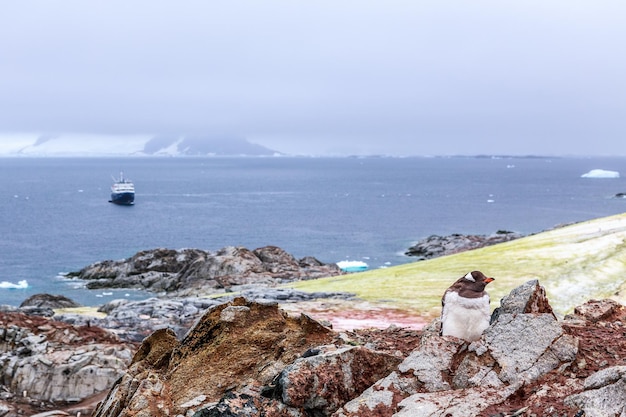 南極のピーターマン島でクルーズ船と氷山を背景に岩の上に立つジェンツー ペンギンのひよこ