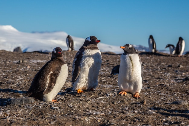 Семья пингвинов Gentoo наслаждается солнечным светом на острове Барриентос в Антарктике.