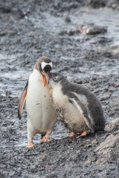 Photo gentoo penguin finding chick in antarctica