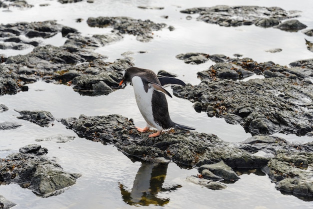 南極のビーチに行くジェンツーペンギン