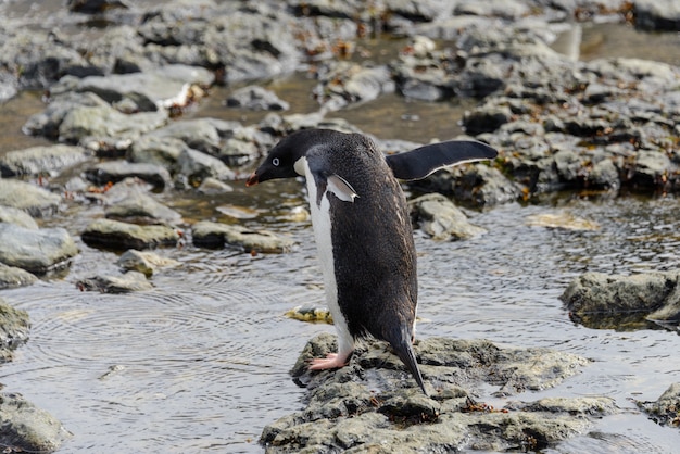 Pinguino di gentoo che va sulla spiaggia in antartide