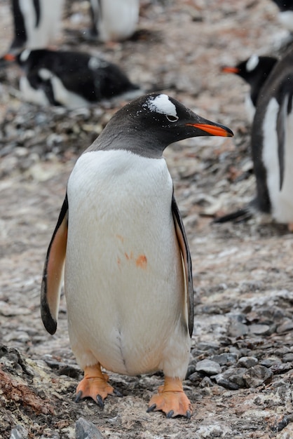 Gentoo пингвин собирается на пляже