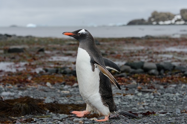 Gentoo penguin going on beach