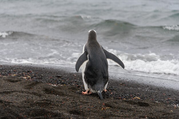 Gentoo penguin going