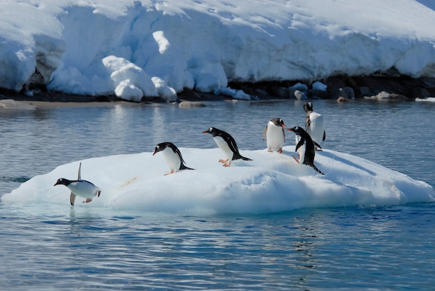 Gentoo penguin salta dal ghiaccio
