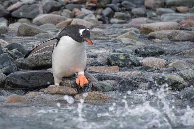 写真 ビーチでジェンツーペンギン