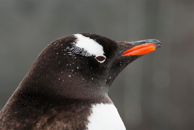 ジェンツー ペンギン Pygoscelis パプア 南極大陸