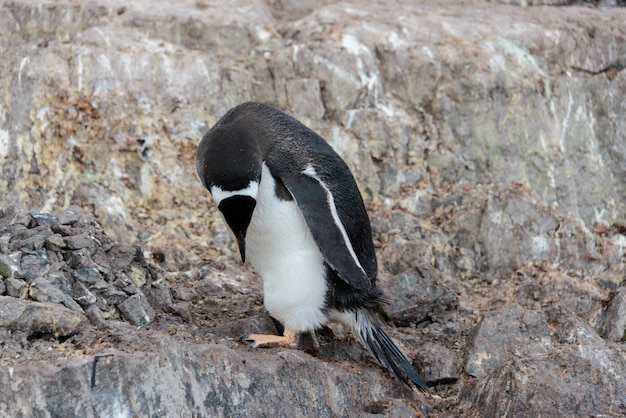 Gentoo пингвин на скале