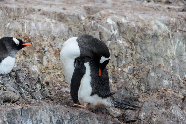 Gentoo penguin scratching