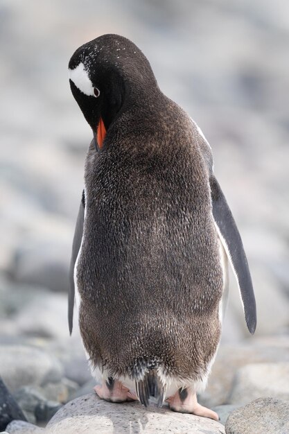 Foto il pinguino gentoo si adorna sulle rocce illuminate dal sole