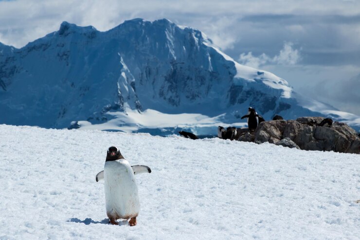 Photo 南極のジョージスポイントで氷の上を歩いているゲントゥーペンギン