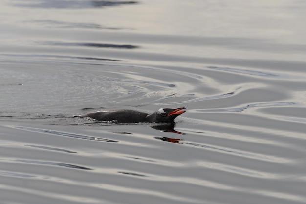 Pinguino di gentoo nell'acqua