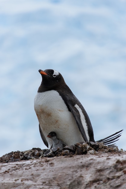 Gentoo penguin with chicks in nest