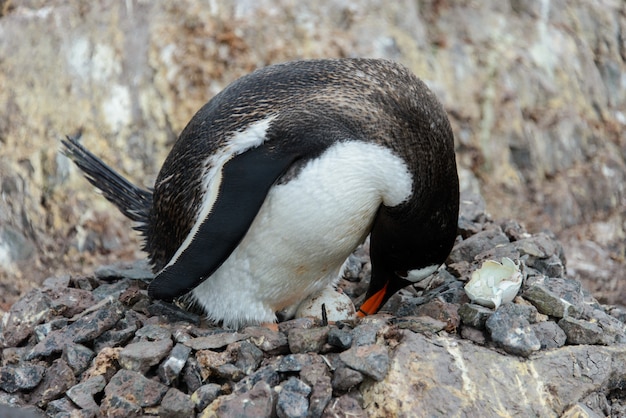 Gentoo пингвин с яйцом в гнезде