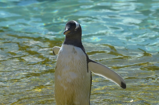 翼を伸ばしたジェンツーペンギンが水中に立っている