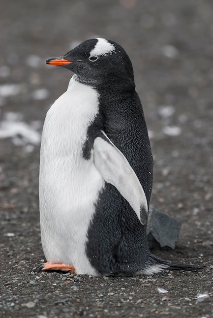 Gentoo PenguinHannah Point Antartica