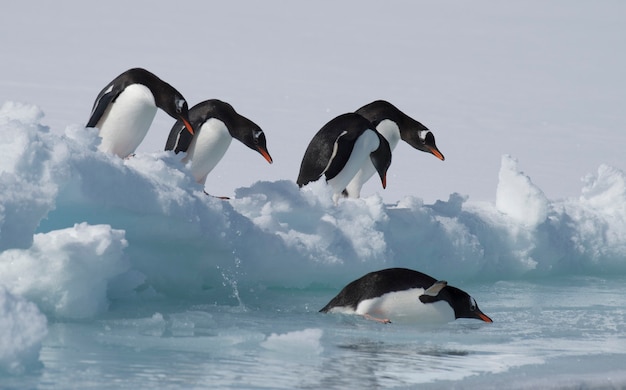 Photo gentoo penguins on the ice