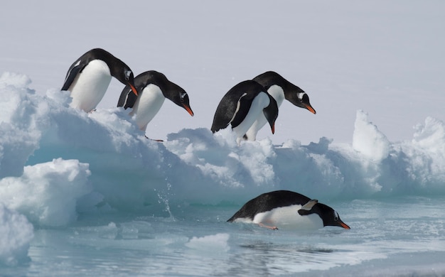 Gentoo Penguins on the ice