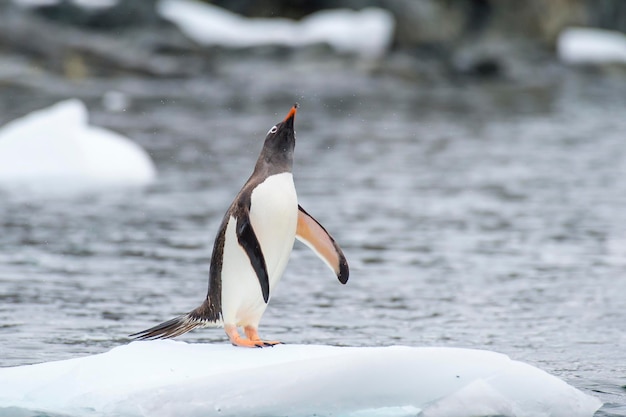 氷の上のジェンツーペンギン