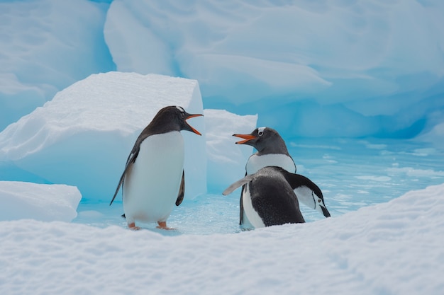 Gentoo Penguins op het ijs