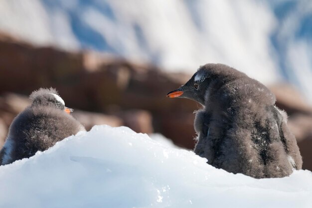 Gentoo-pinguïn Antarctica