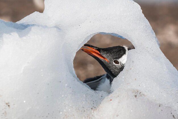 Foto gentoo pinguïn neko haven antarctica