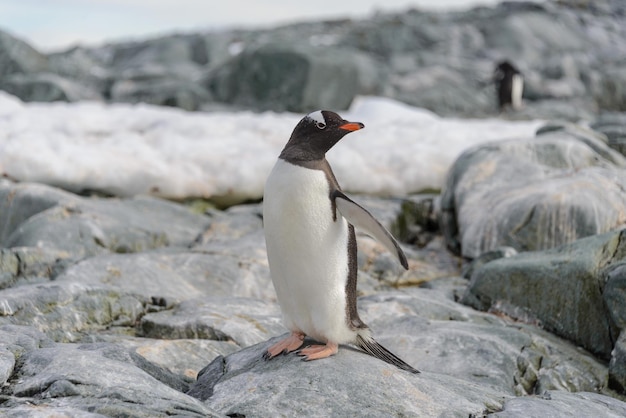 Gentoopinguïn op de sneeuw in Antarctica