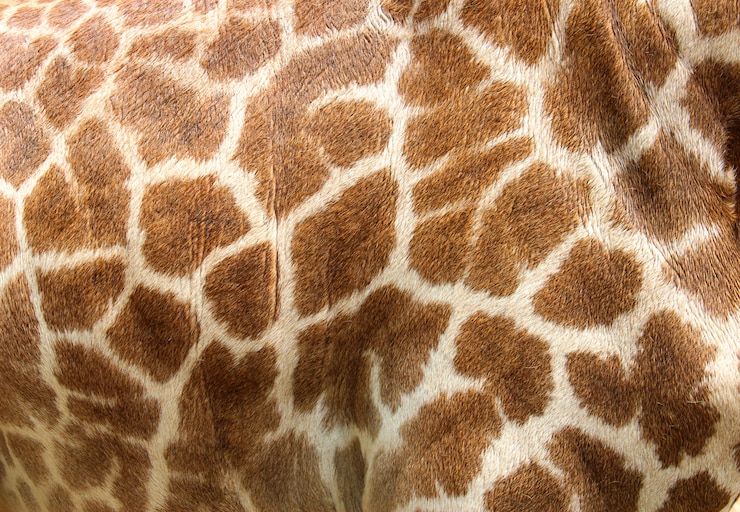 Photo genuine leather skin of giraffe